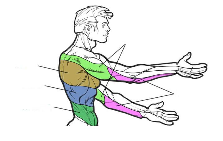areas of innervation of the thoracic segments